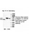 ATG5 Antibody