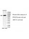 MRVI1 Antibody