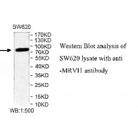MRVI1 Antibody