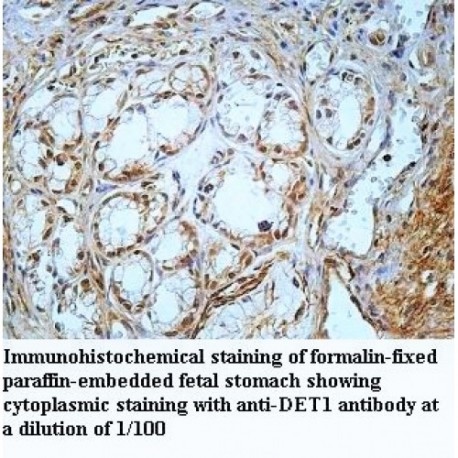 DET1 Antibody