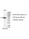 GSDMA Antibody