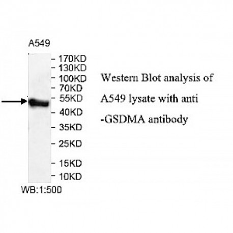 GSDMA Antibody