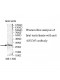 GSTM3 Antibody