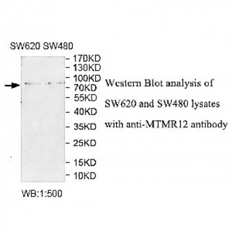 MTMR12 Antibody