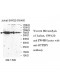 GTPBP1 Antibody