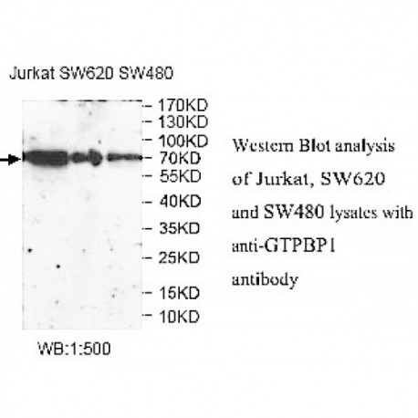 GTPBP1 Antibody