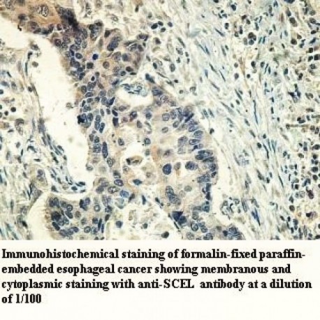 SCEL Antibody