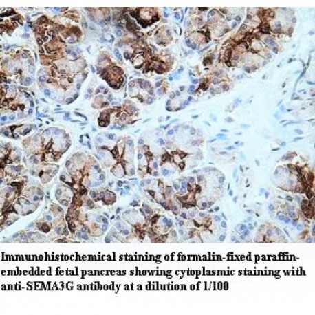 SEMA3G Antibody