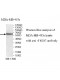 TIGD7 Antibody