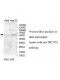 TBC1D3 Antibody