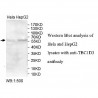 TBC1D3 Antibody