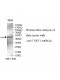 TEKT1 Antibody