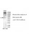 TEKT4 Antibody