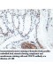 TEKT5 Antibody