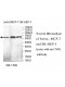 TH1L Antibody