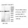 TH1L Antibody