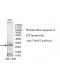 THAP2 Antibody