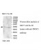 THOC3 Antibody