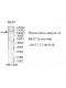 TLL2 Antibody