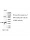 RDH5 Antibody