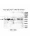 PSTK Antibody