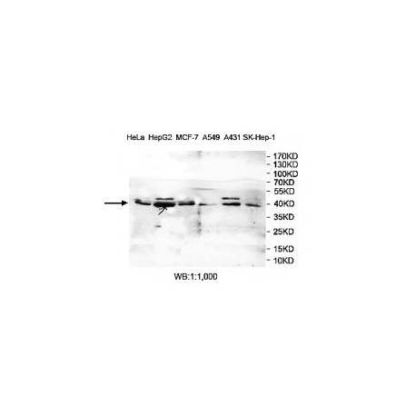 PSTK Antibody