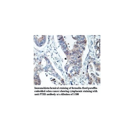 PTER Antibody