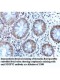 NEDD1 Antibody