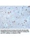 NFS1 Antibody