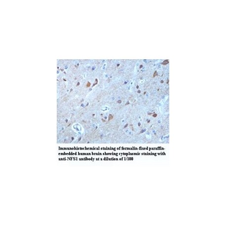 NFS1 Antibody