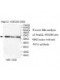 NFS1 Antibody