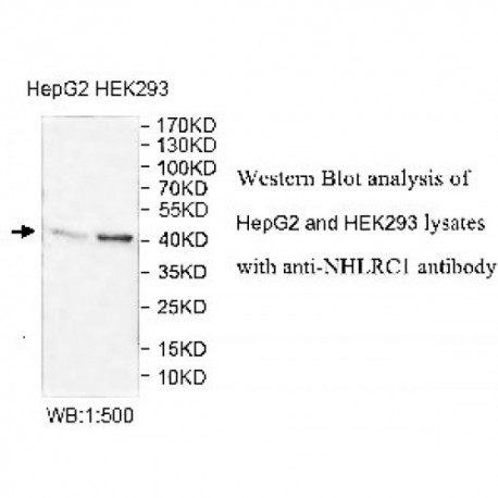 NHLRC1 Antibody