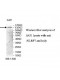 NLRP7 Antibody