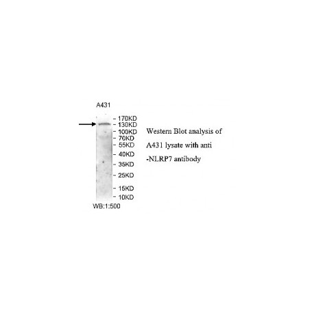 NLRP7 Antibody