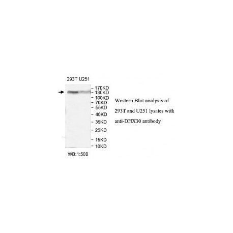 DHX30 Antibody