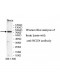 NCDN Antibody